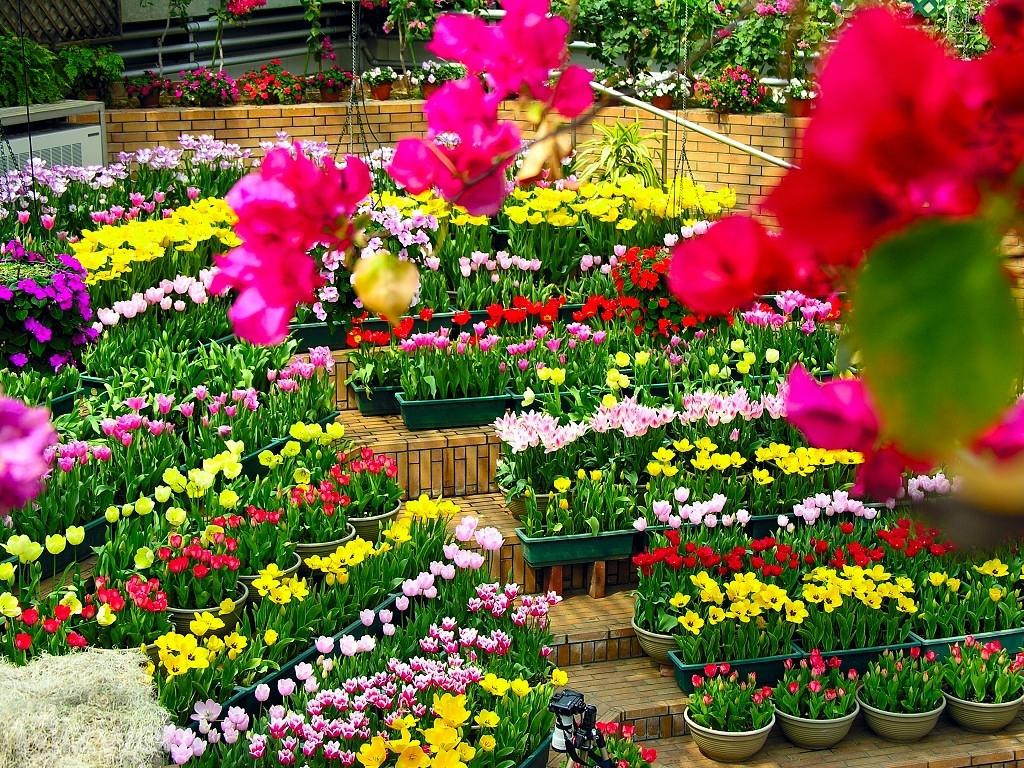 Khởi nghiệp làm giàu từ ý tưởng kinh doanh hạt giống hoa