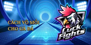 Cách vô mồi cho gà đá
